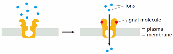 ion