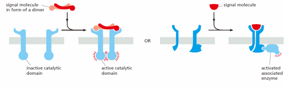 enzyme