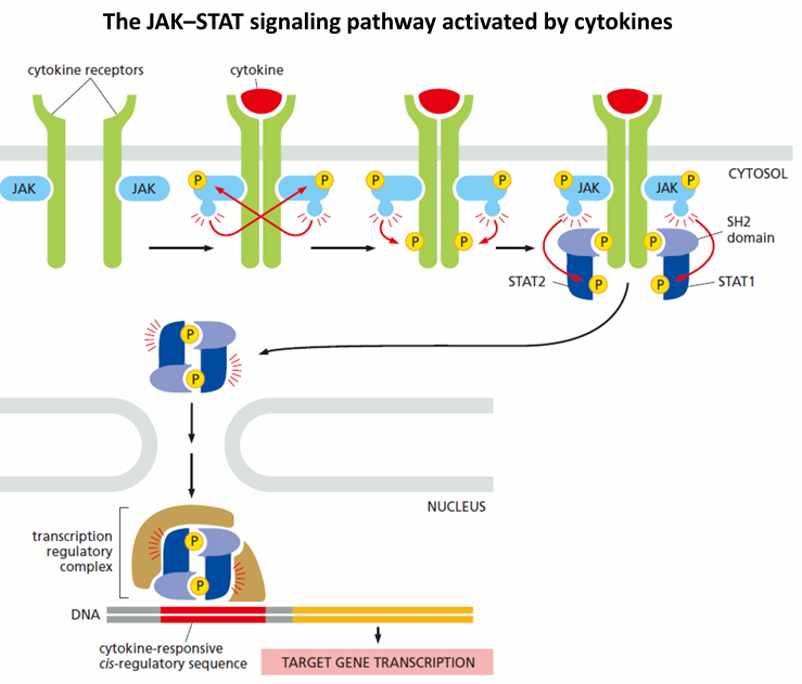 cytokine