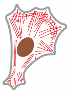 actin filament