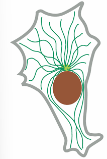 microtubules