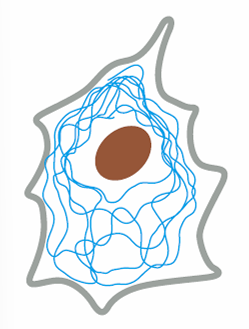 intermediate filaments