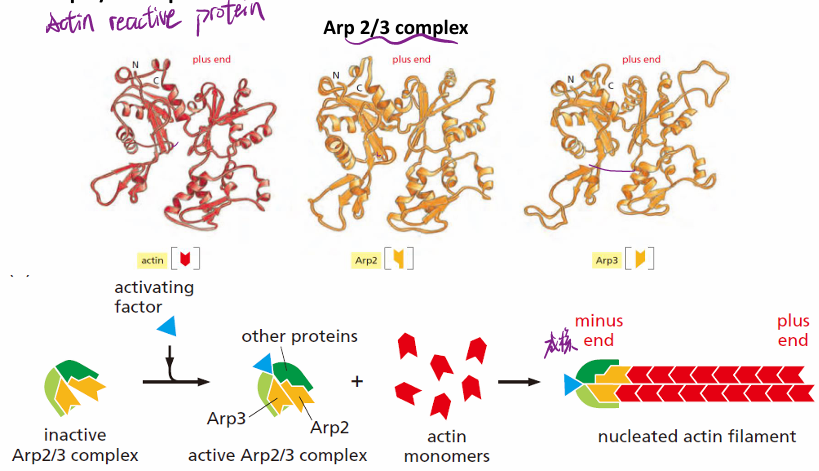 arp2/3