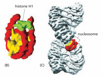 H1